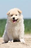 CHIEN FINNOIS DE LAPONIE 604